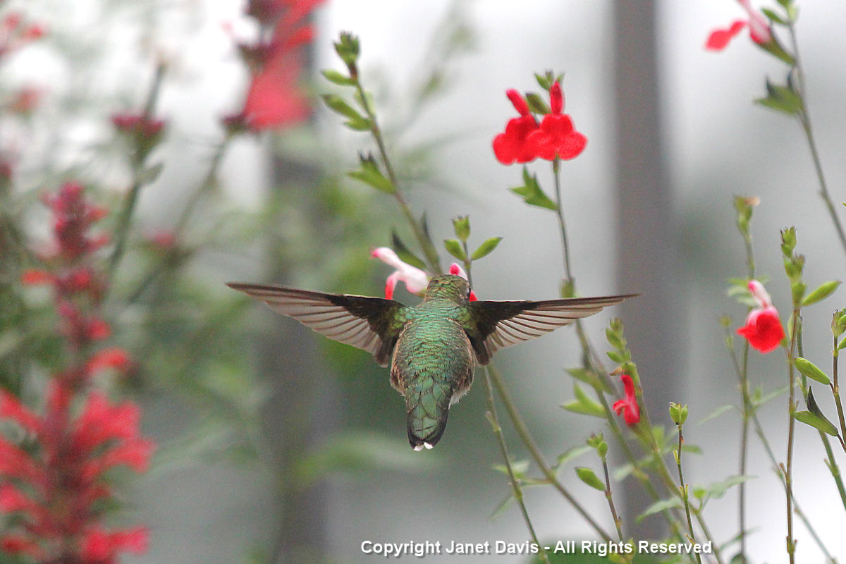 Hummingbird back