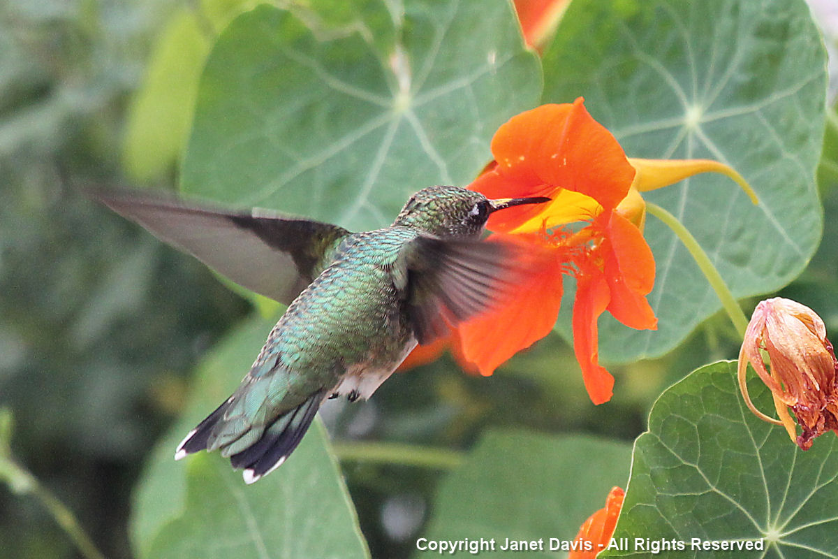 Hummingbird on Nasturtium