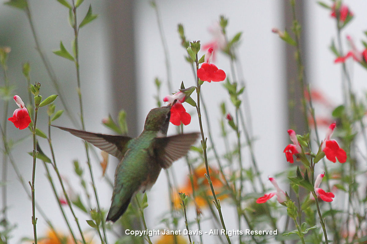 Hummingbird on Salvia 'Hot Lips'