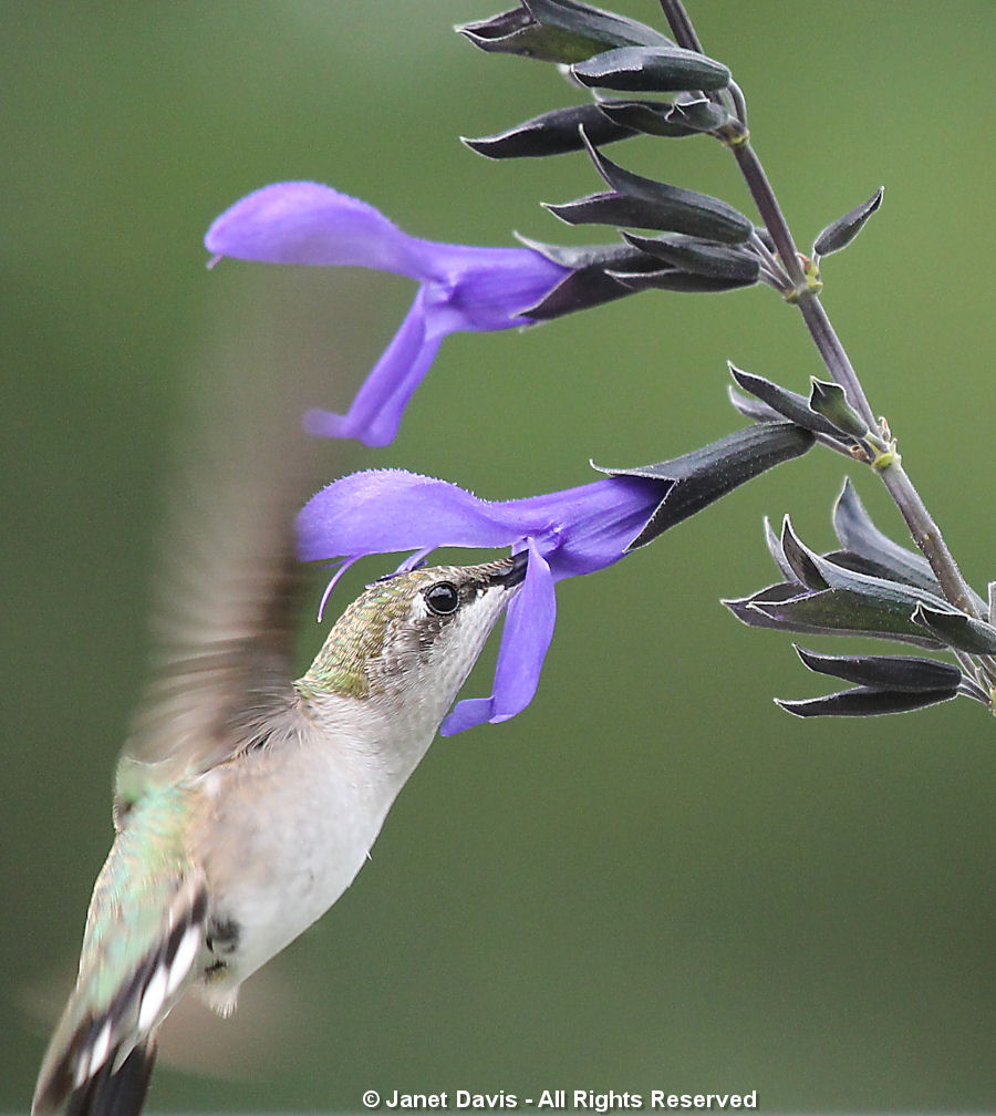Hummingbird on Salvia3