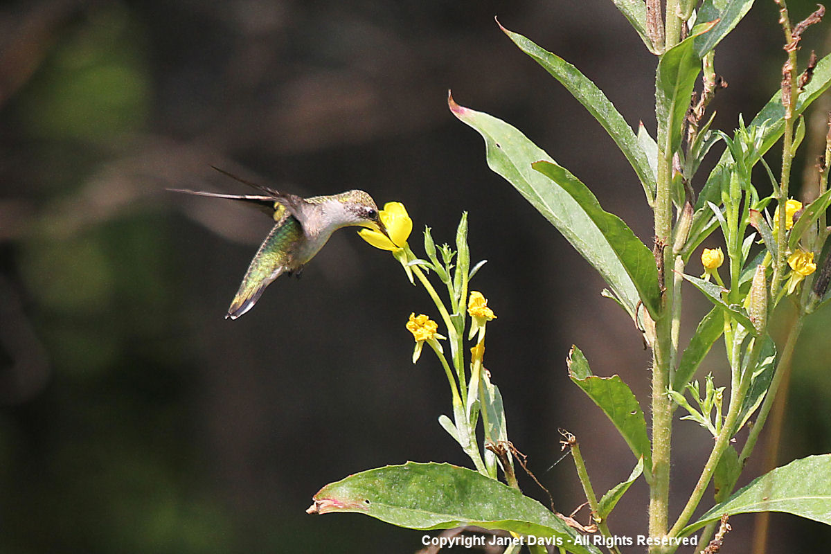 Hummingbird on oenothera