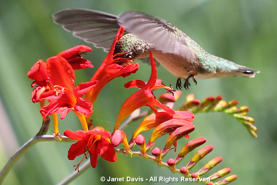food plants for hummingbirds | Janet Davis Explores Colour