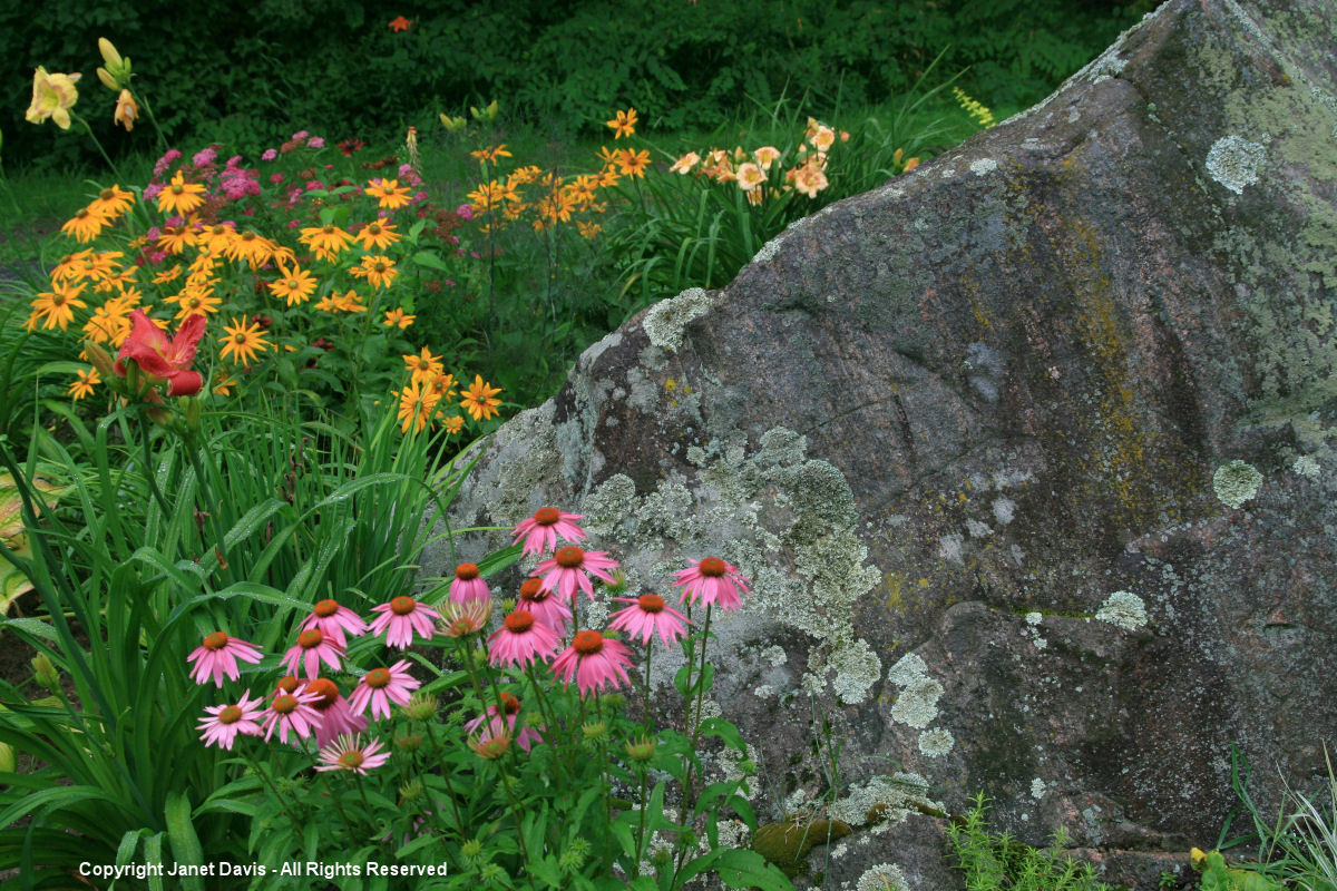 Muskoka Granite-Echinacea-Rudbeckia