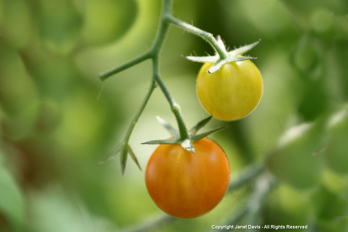Sungold tomatoes