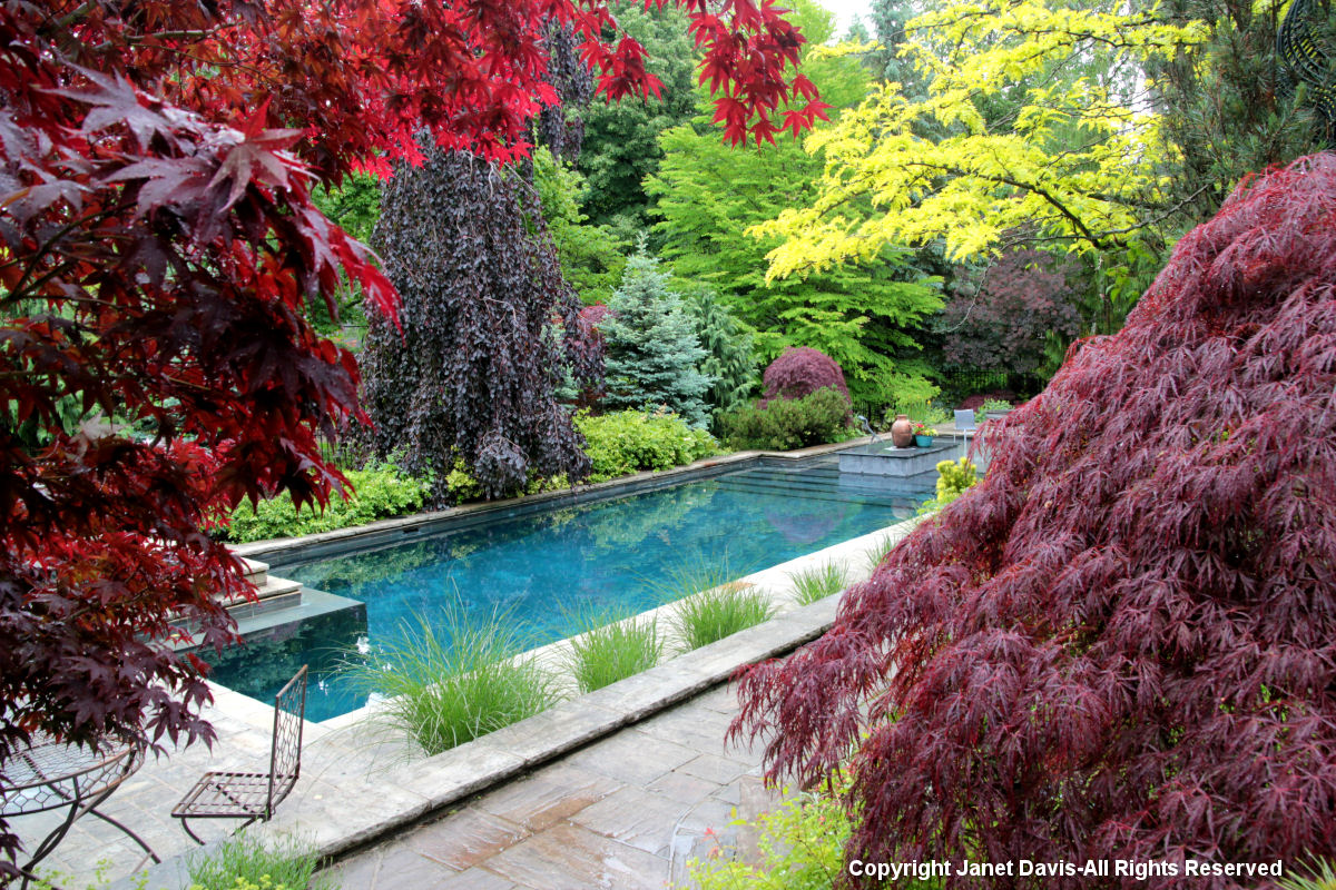 Swimming pool & foliage