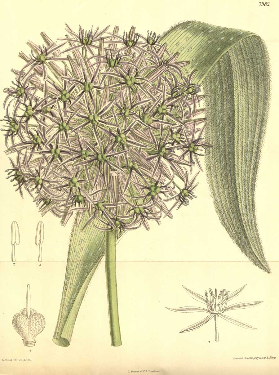 Allium albopilosum-John Nugent Fitch-1904