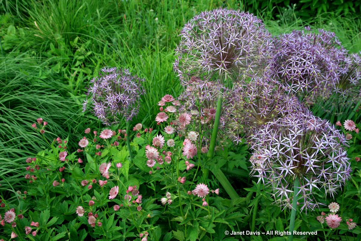 Allium cristophii & Astrantia major 'Roma'