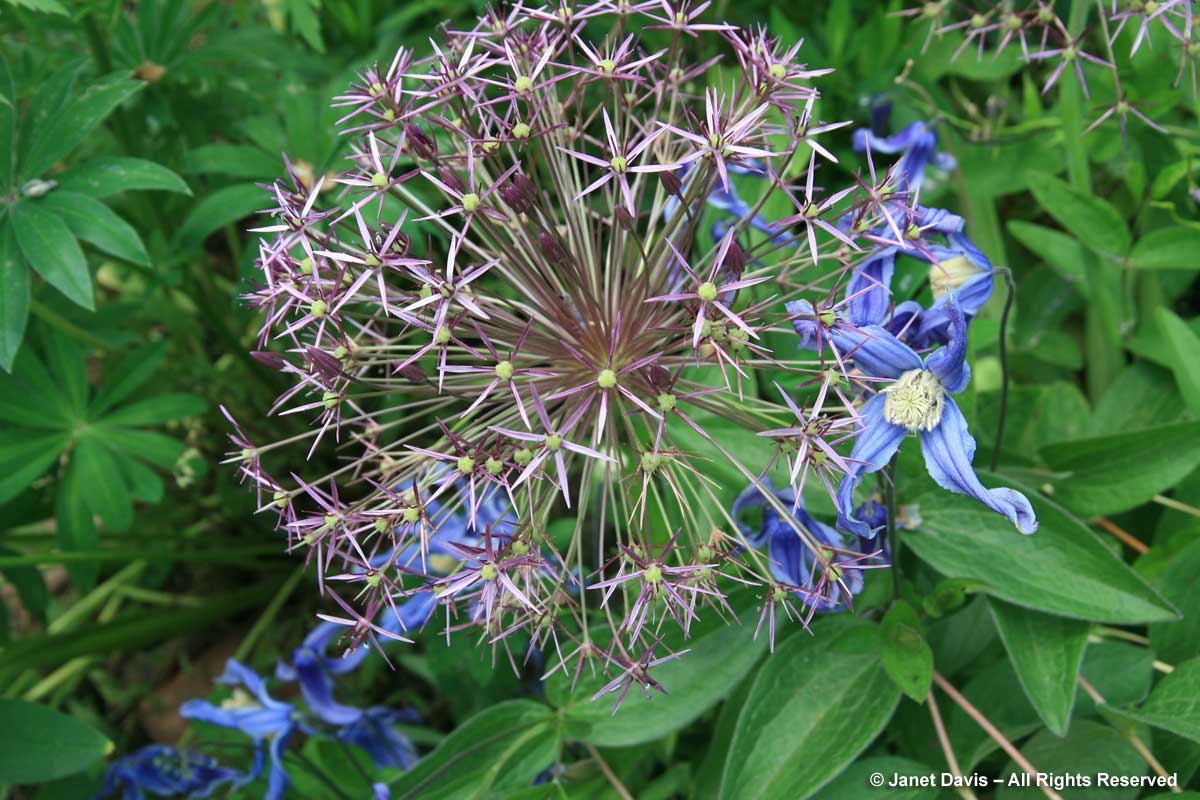 Allium cristophii & Clematis integrifolia