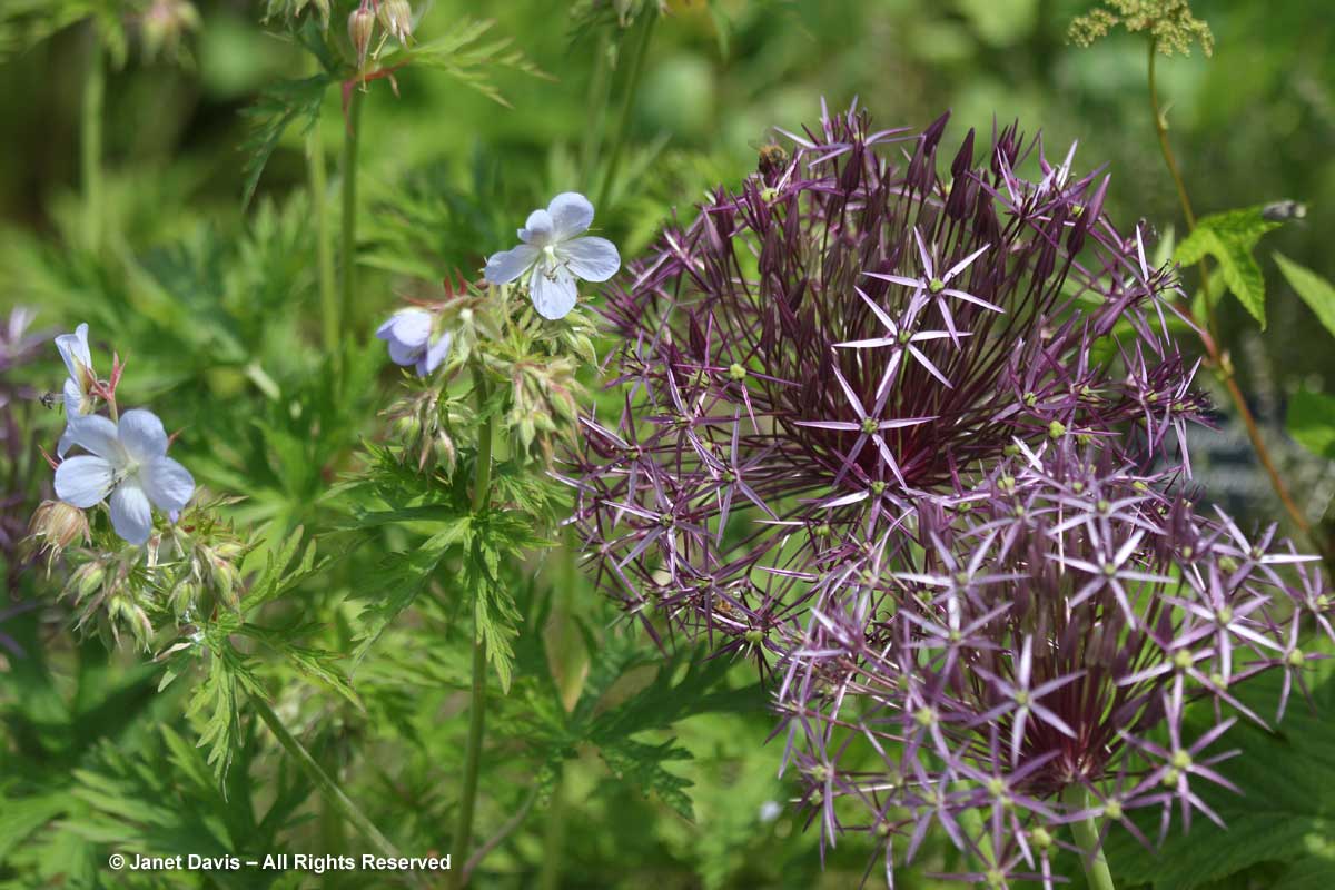 Allium cristophii & Geranium pratense