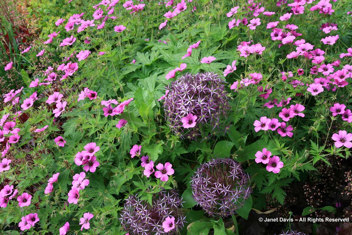 Allium cristophii & Geranium psilostemon