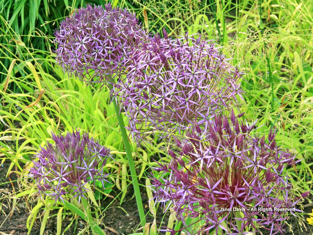 Allium cristophii & Millium effusum 'Aureum'