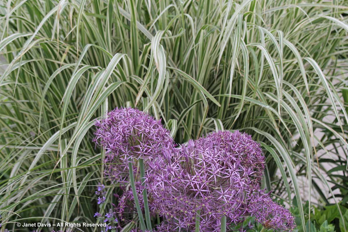 Allium cristophii & Miscanthus sinensis 'Variegatus'