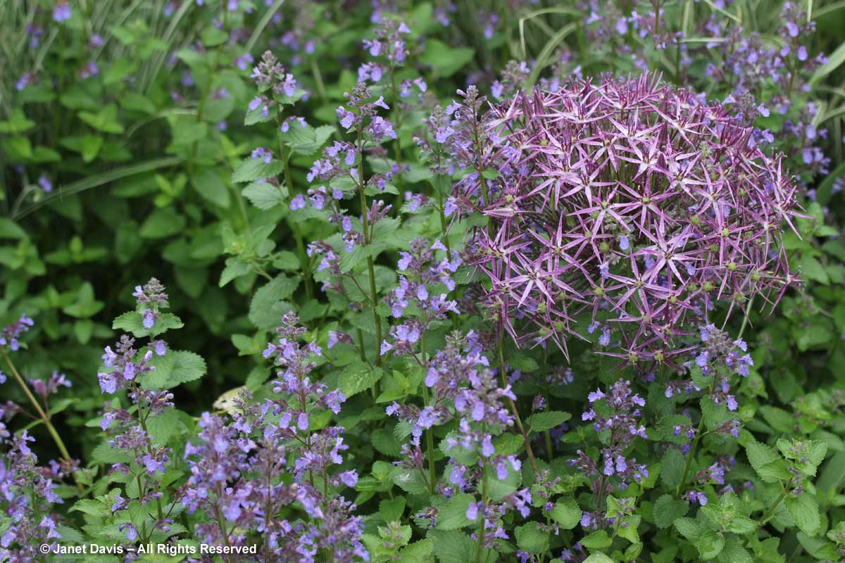 Allium cristophii & Nepeta racemosa 'Walker's Low'