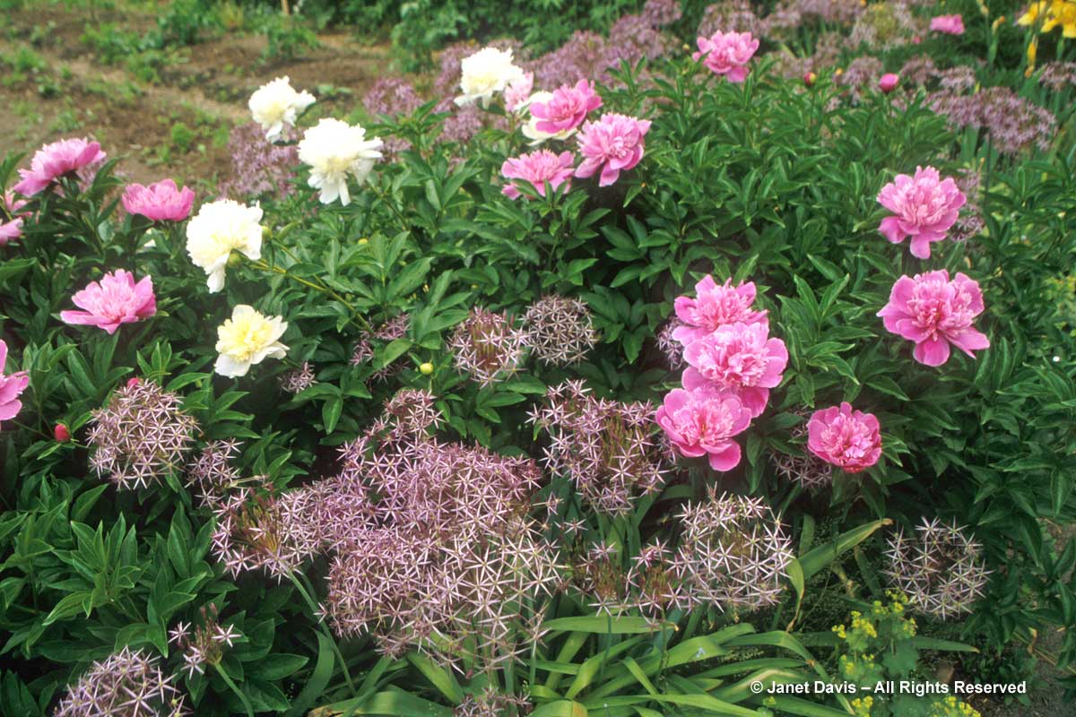 Allium cristophii & Paeonia