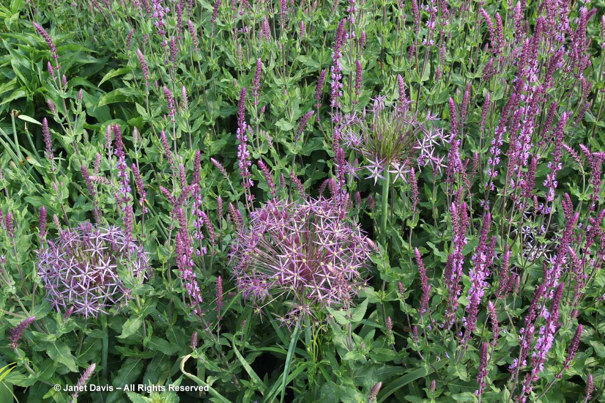 Allium cristophii & Salvia nemorosa 'Amethyst'