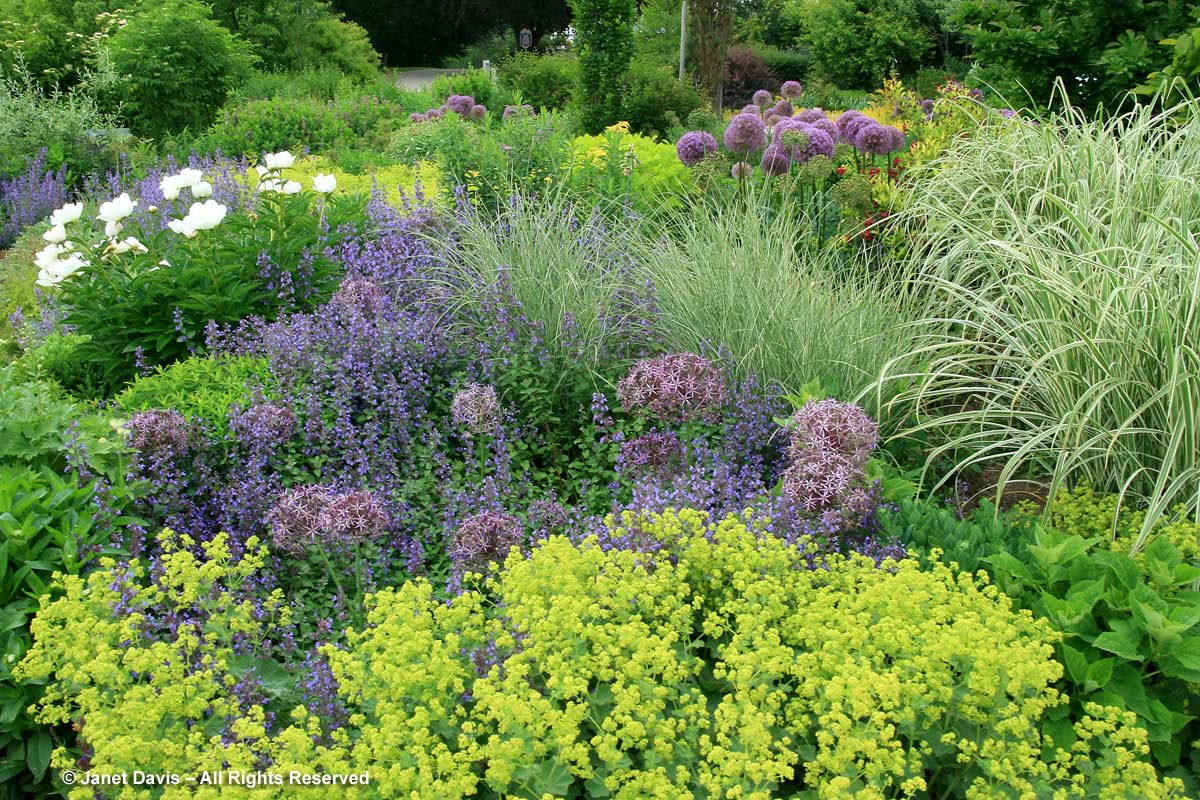 Allium cristophii-Toronto Botanical Garden