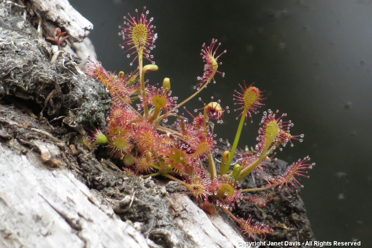 Drosera intermedia - Torrance Barrens