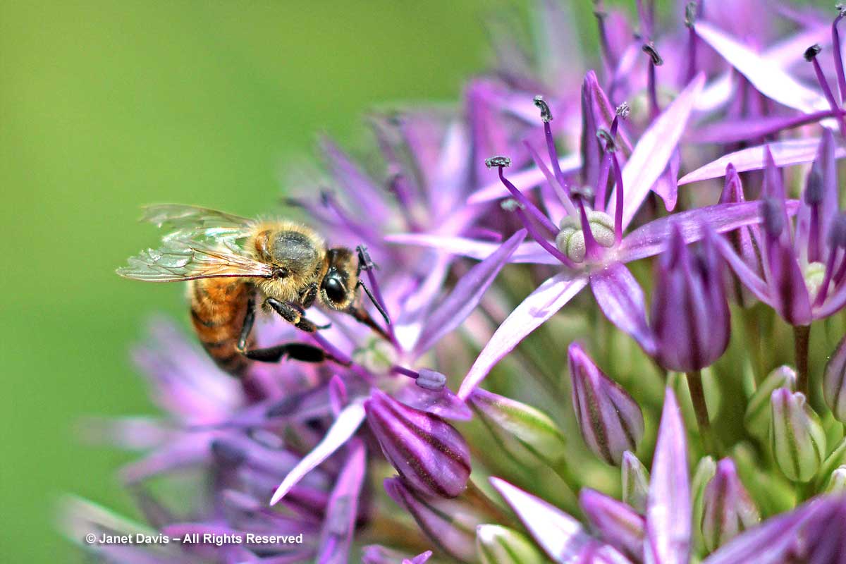 Honey bee on Alliuim cristophii