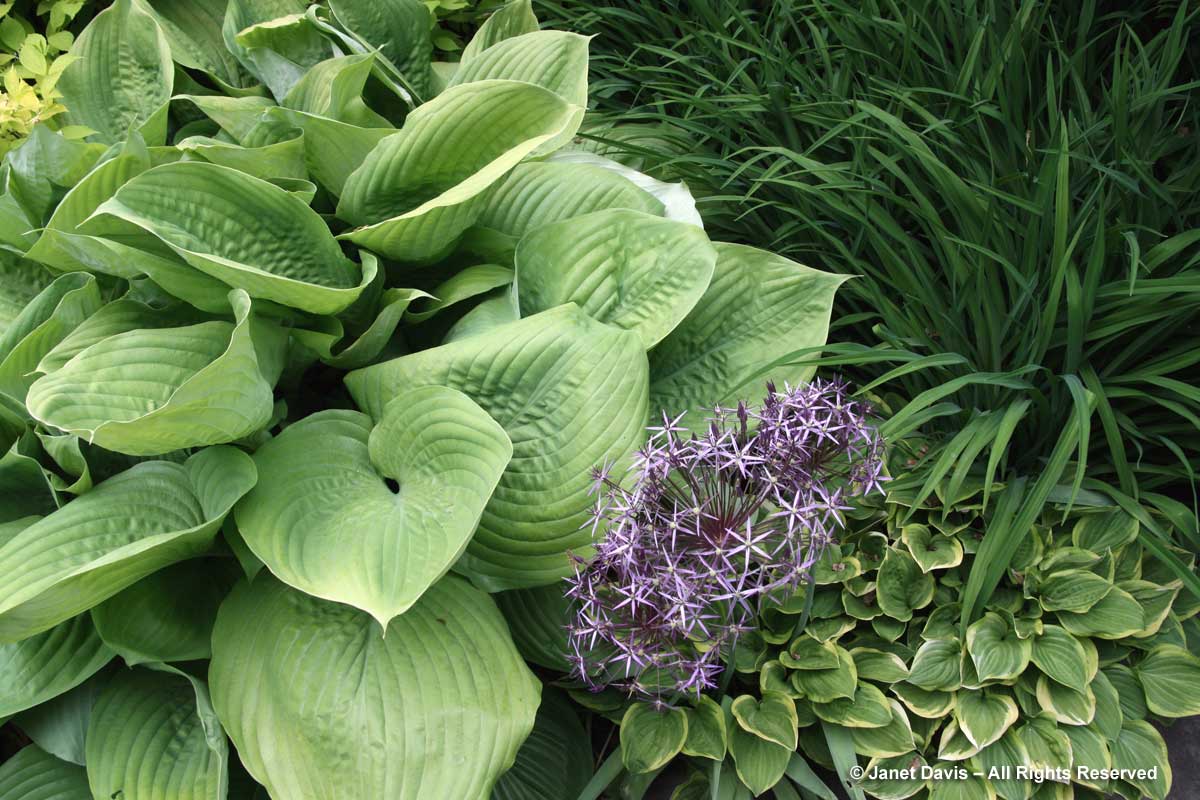 Hosta & Alliuim cristophii