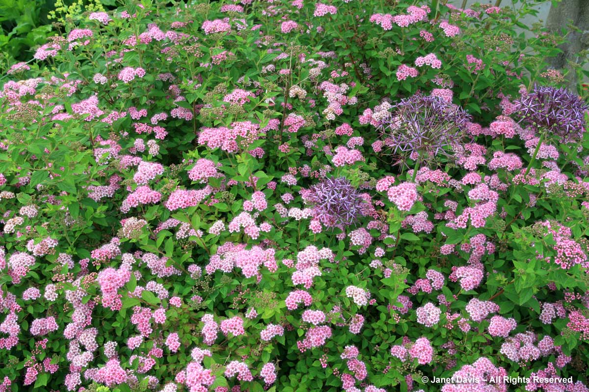 Spiraea japonica 'Little Princess' & Alliium cristophii