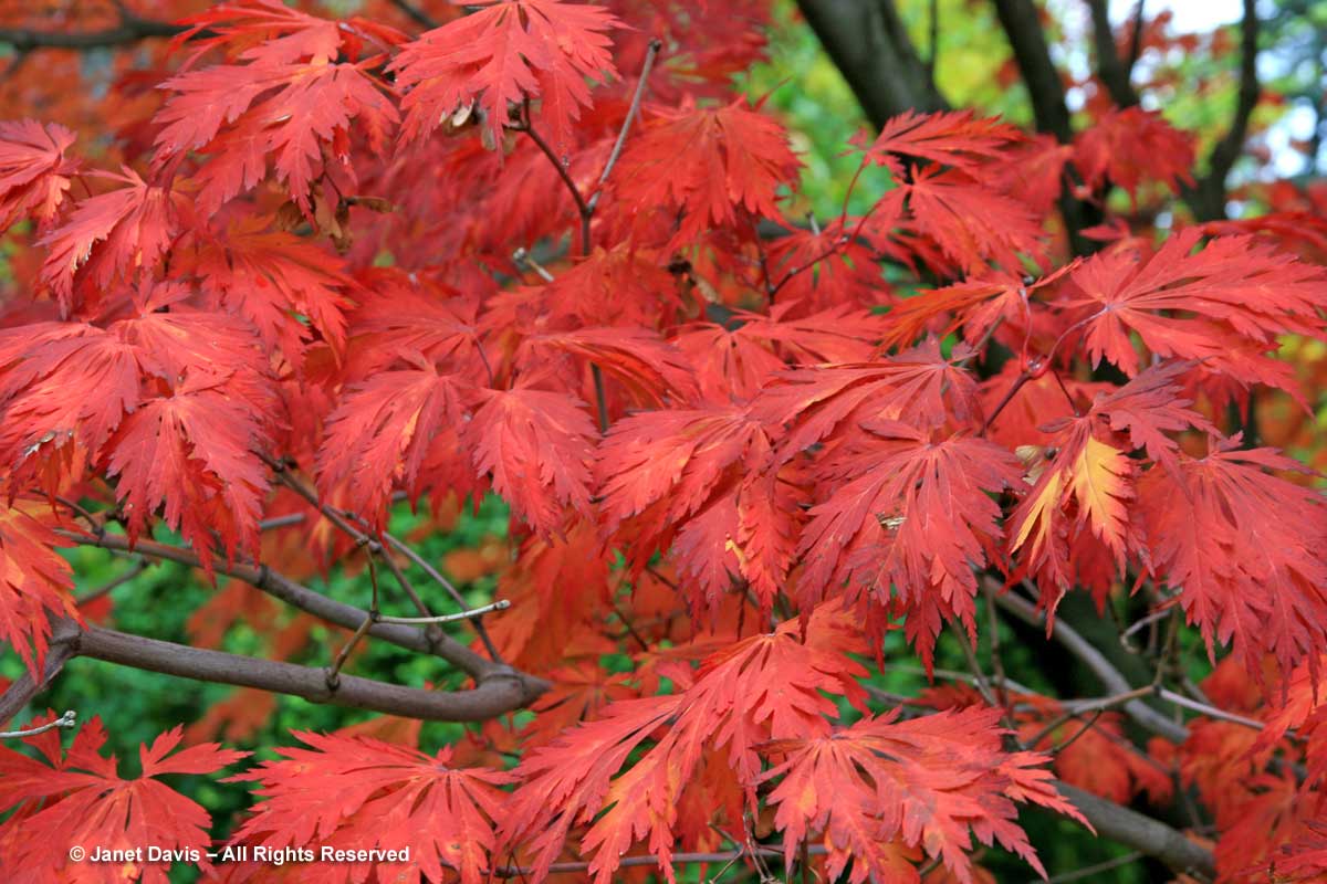 Acer japonicum 'Aconitifolium'-Fullmoon maple