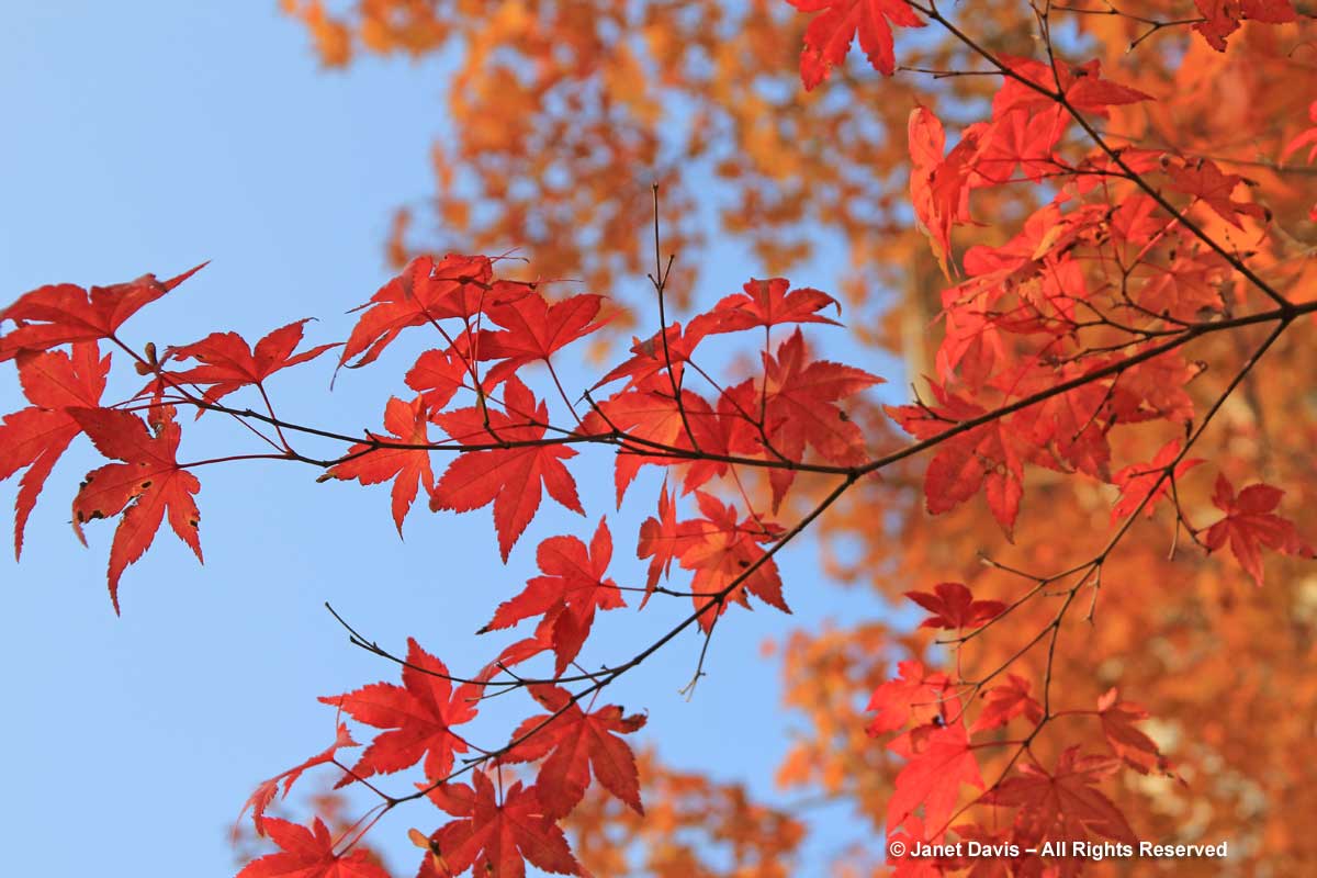 Acer palmatum-Japanese maple leaves