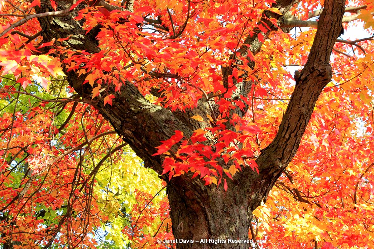 Acer rubrum-Red maple tree