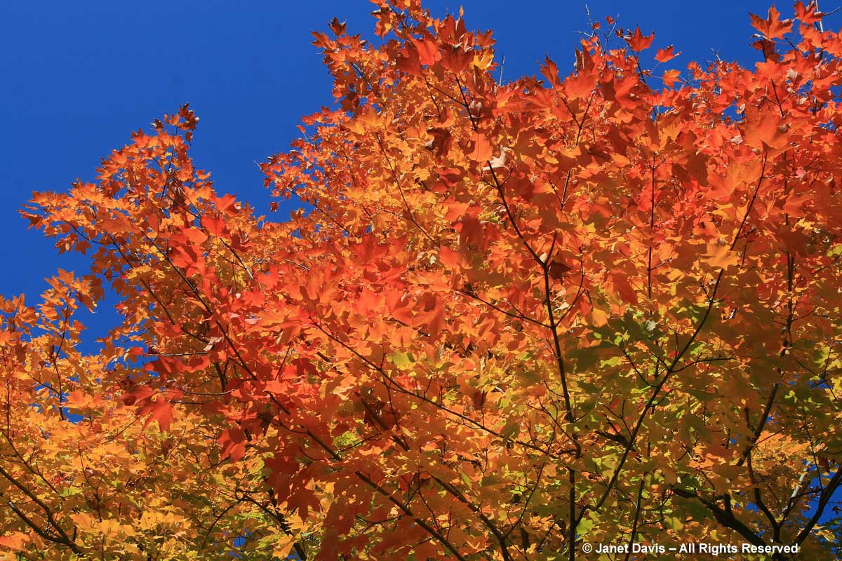 Acer saccharum-Sugar maple