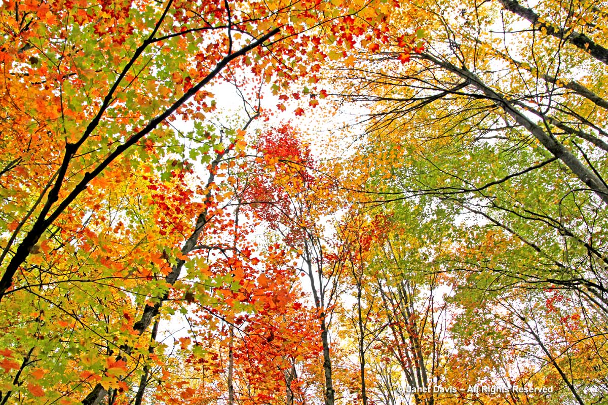 Autumn leaf canopy