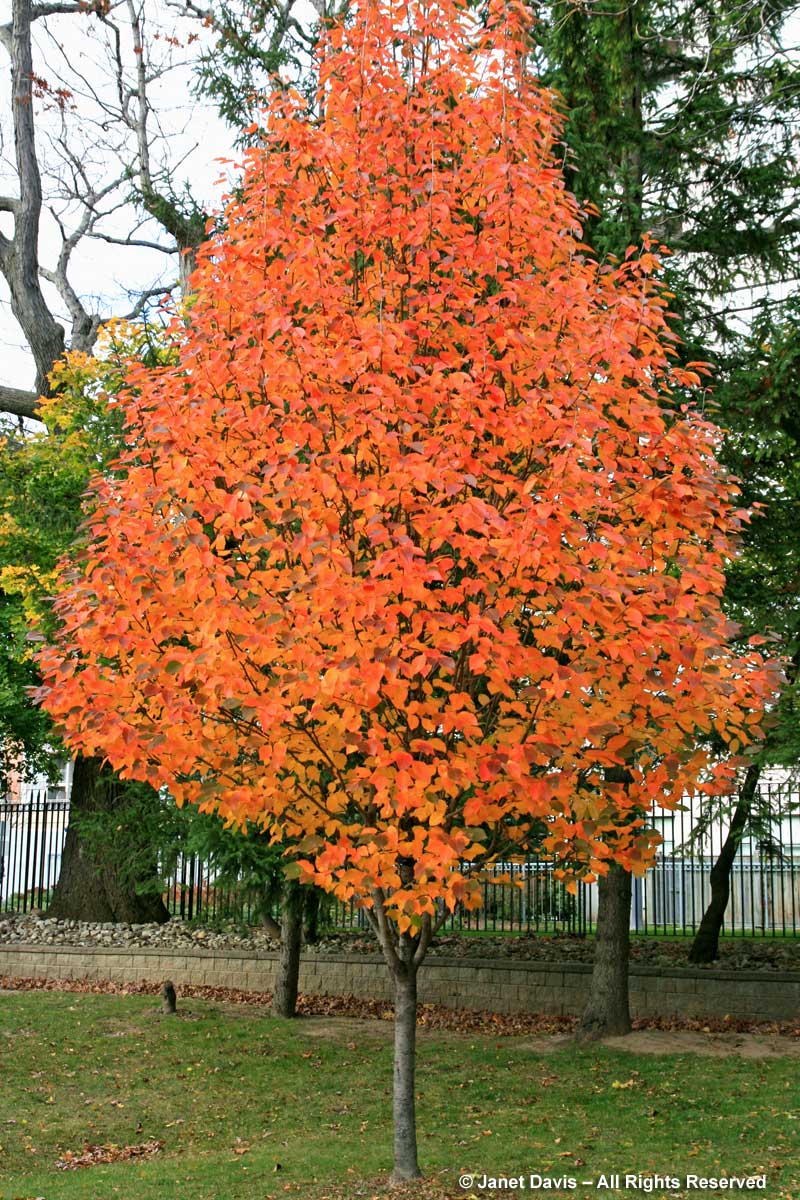 Malus tschonoskii-Pillar apple