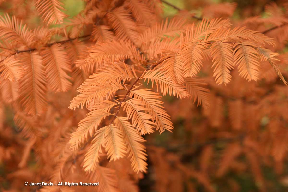 Metasequoia glyptostroboides-Dawn redwood