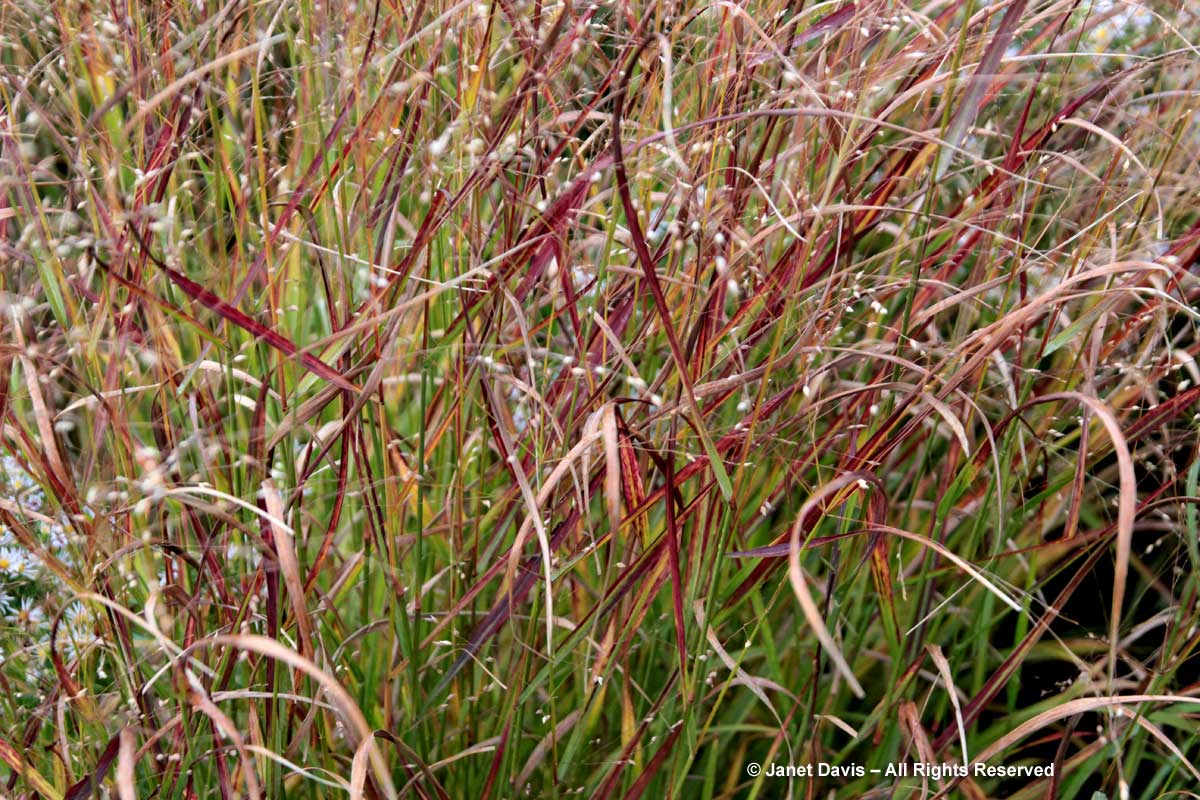 Panicum virgatum 'Shenandoah'-Switch grass