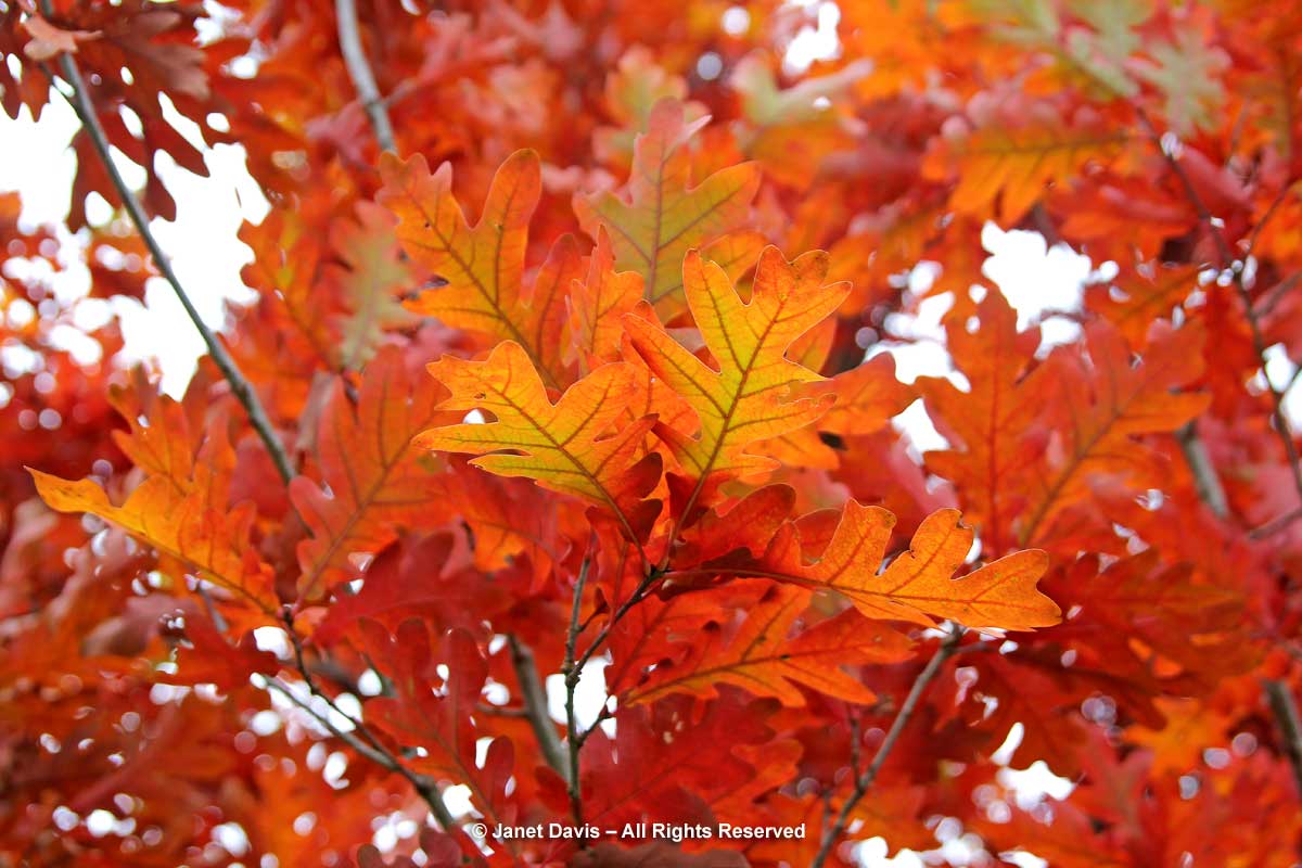 Quercus robu -'Fastigiata'-columnar English oak
