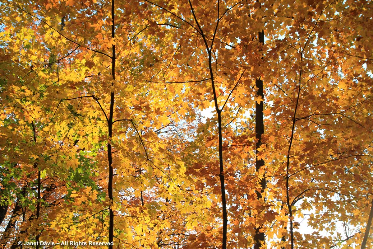 Acer platanoides-Norway maple