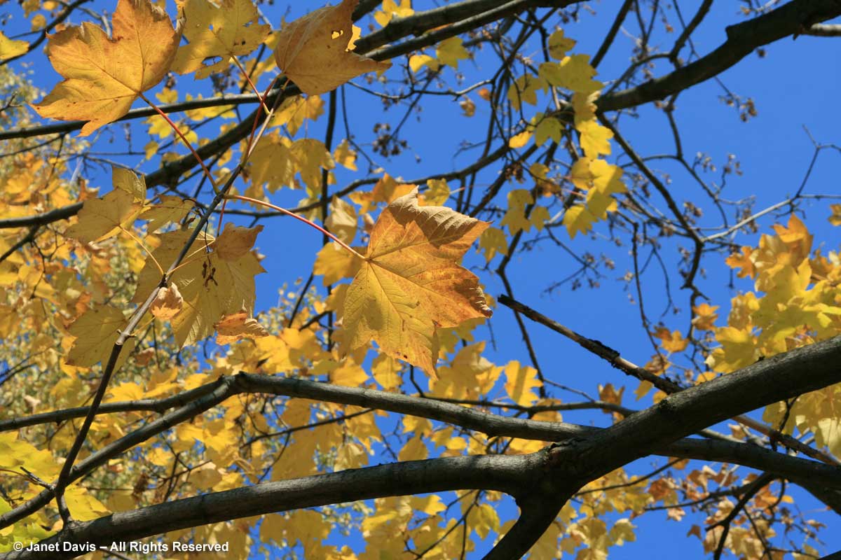 Acer pseudoplatanus-Sycamore maple