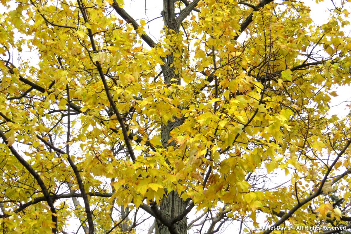 Acer rubrum-Red maple