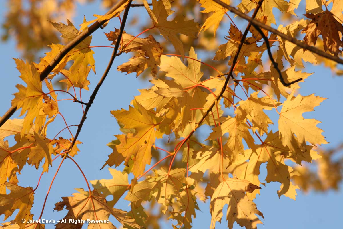 Acer saccharinum-Silver maple