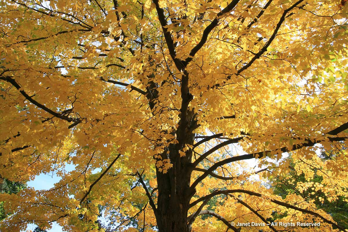 Acer saccharum-Sugar maple