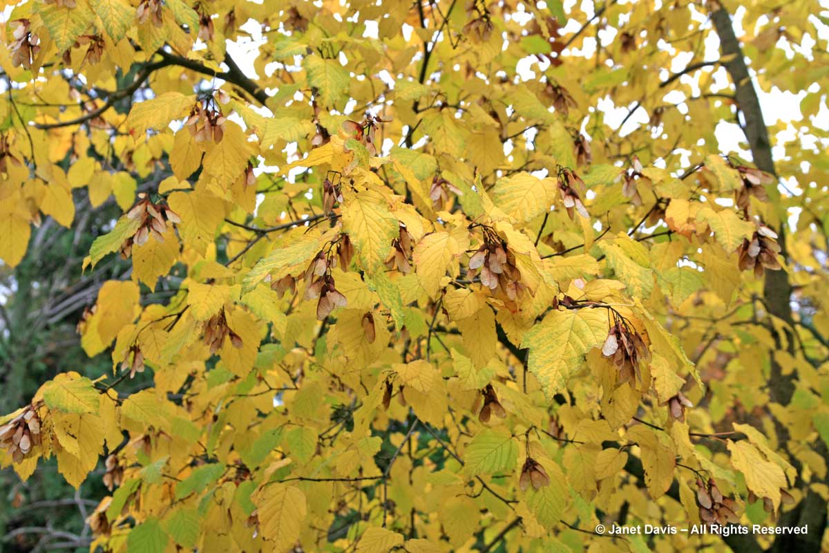 Acer tataricum-Tatarian maple