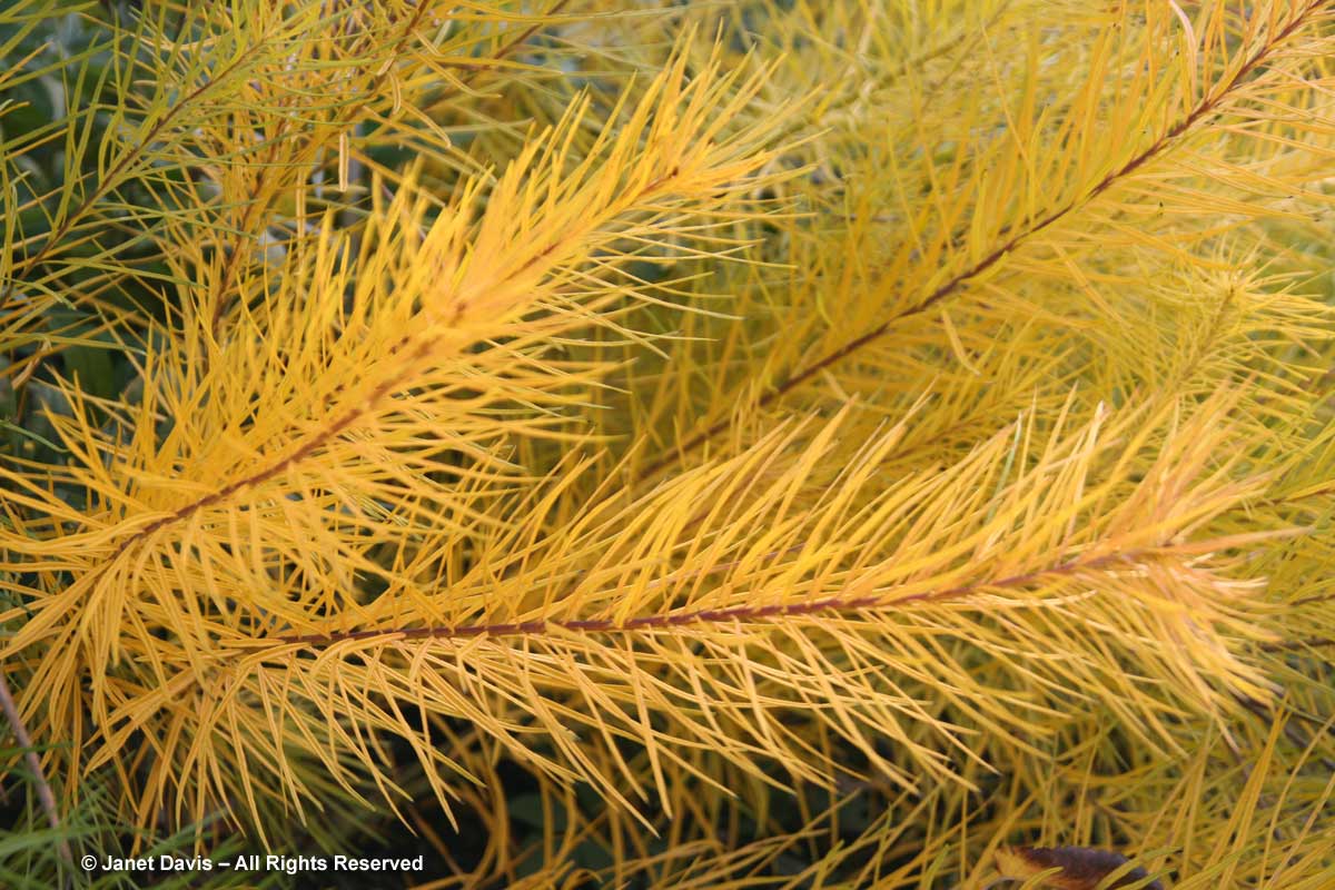 Amsonia hubrichtii-Arkansas blue star