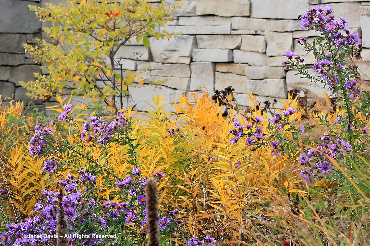 Amsonia tabernaemontana-Eastern blue star