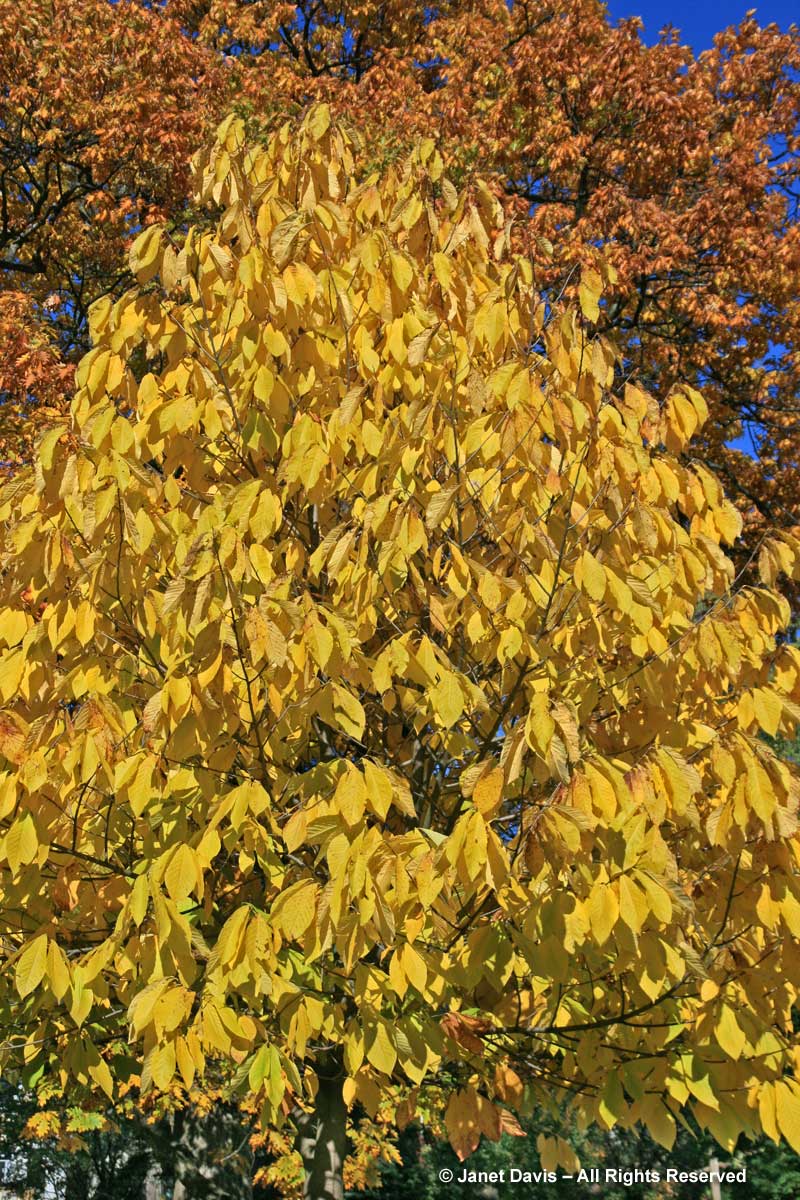 Asimina triloba-Pawpaw tree