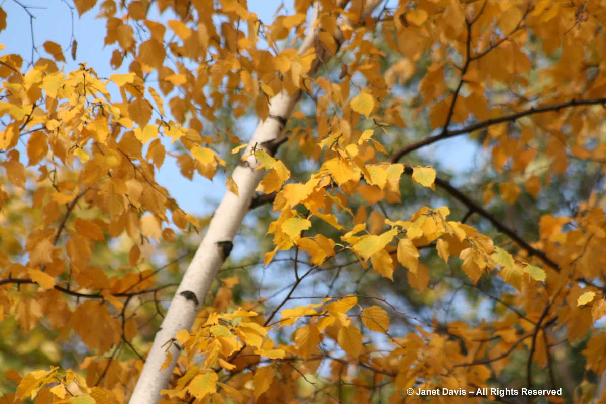 Betula papyrifera-Paper birch