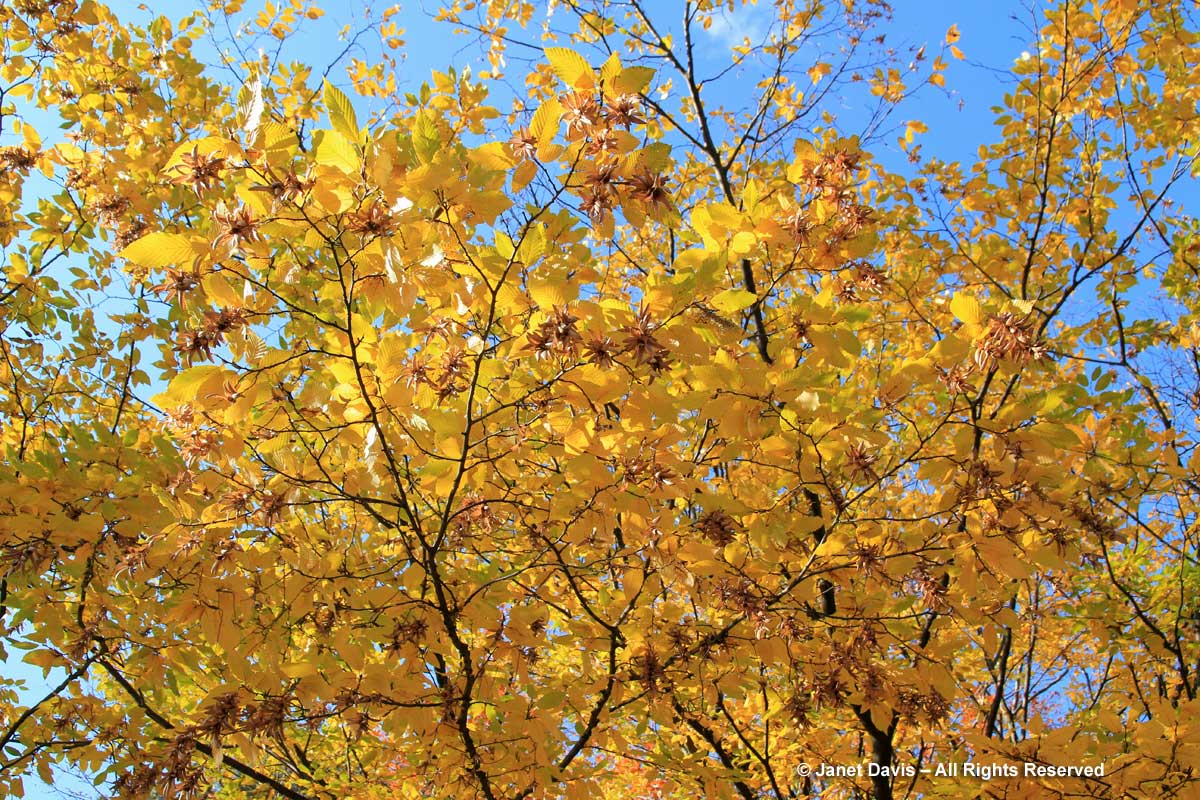 Carpinus betulus 'Fastigiata'-Pyramidal European hornbeam