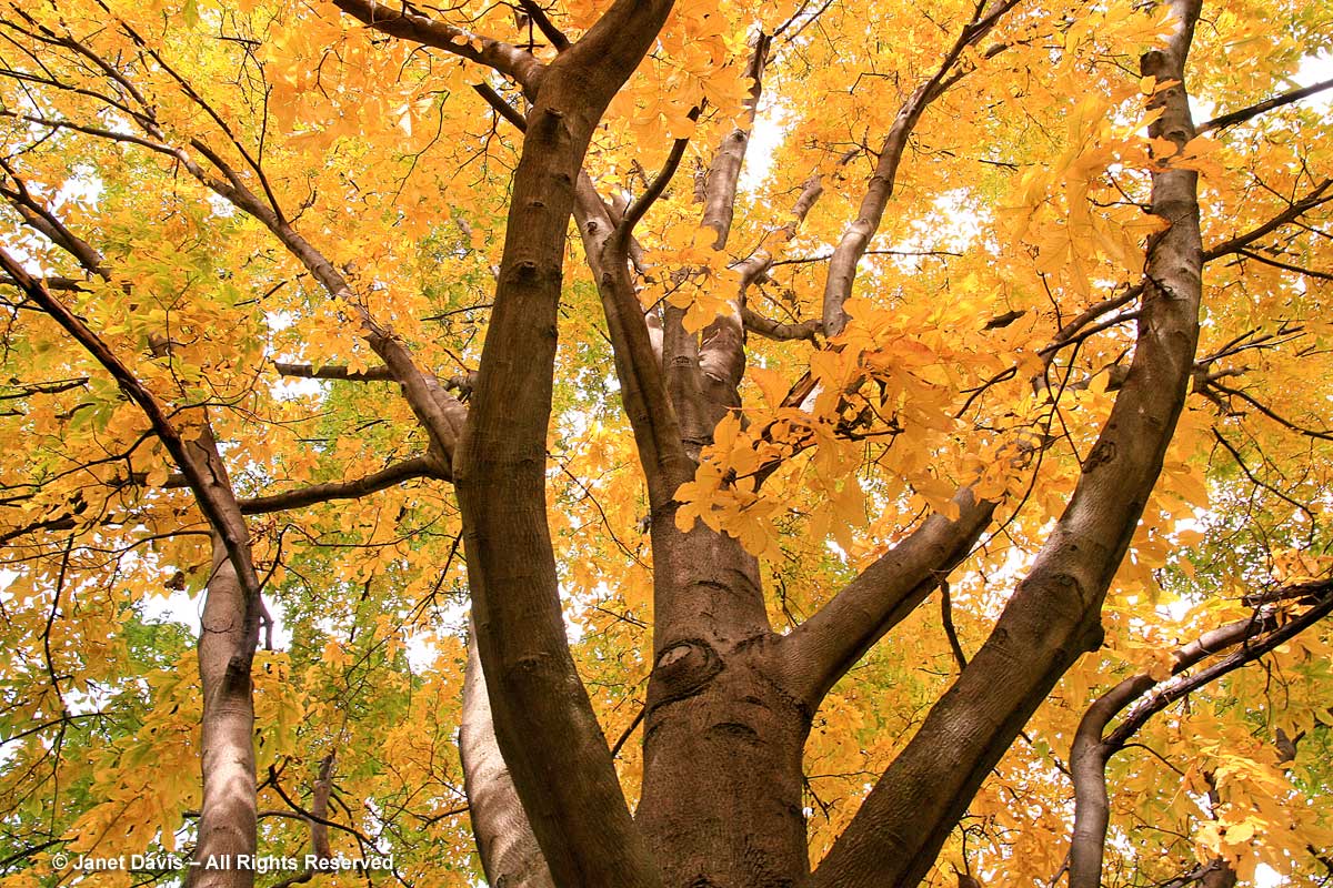 Carya cordiformis-Bitternut hickory