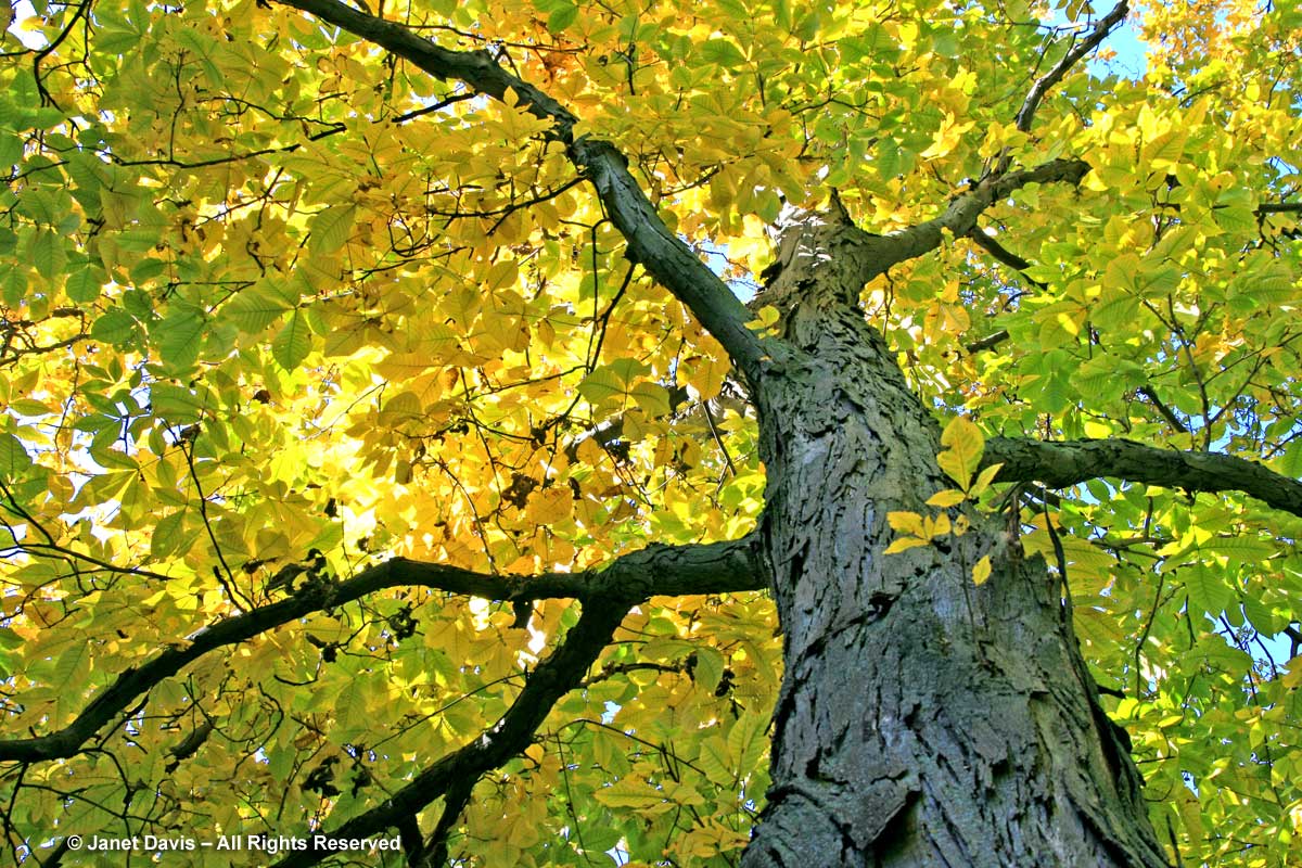 Carya ovata-Shagbark hickory