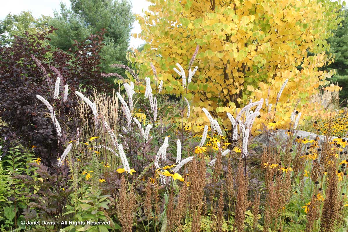 Cercidiphyllum japonicum & Actaea simplex 'Brunette'