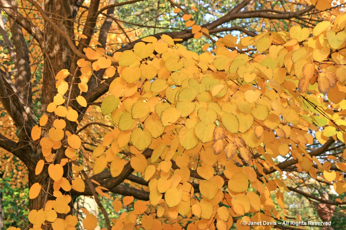 Cercidiphyllum japonicum-Katsura tree leaves