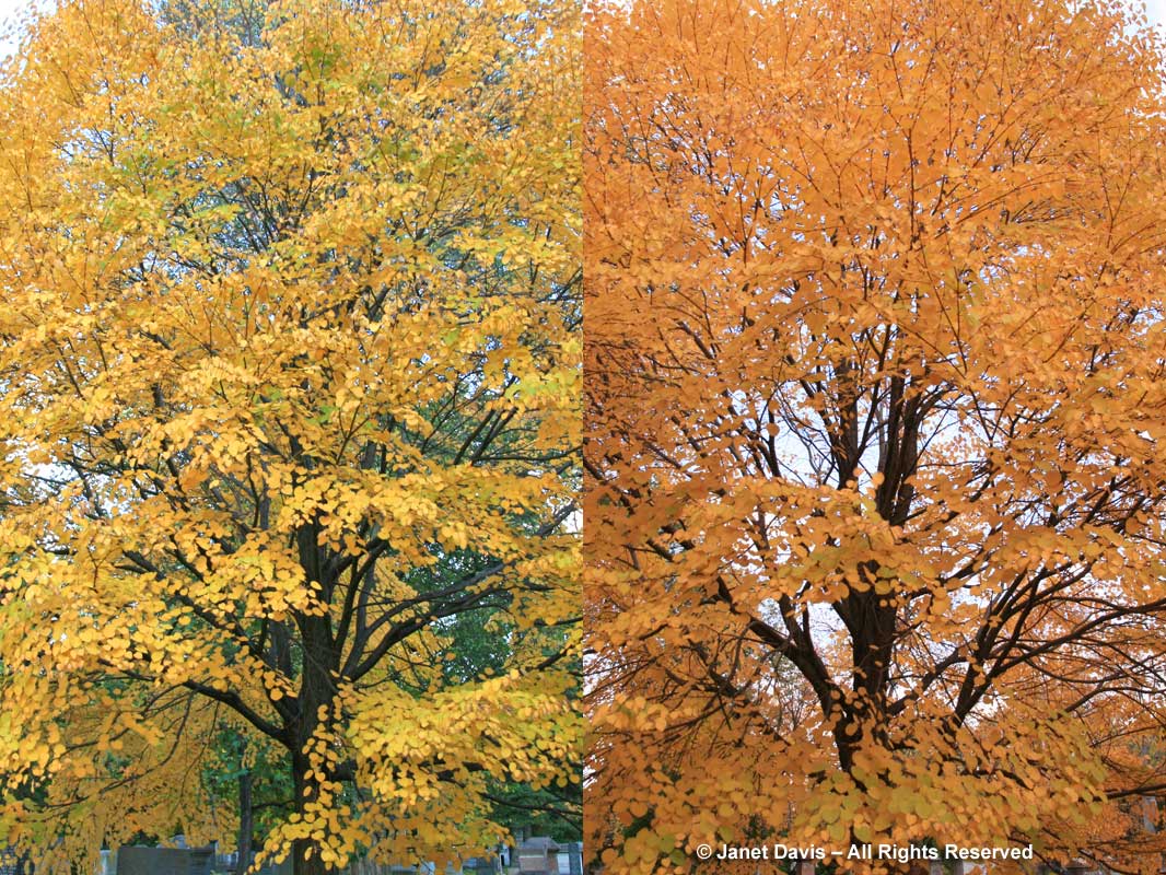 Cercidiphyllum japonicum-Katsura tree