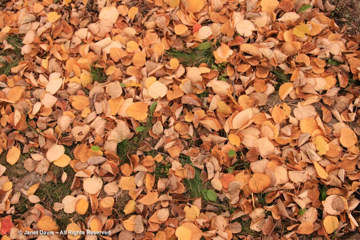 Cercidiphyllum japonicum fallen leaves-maltose